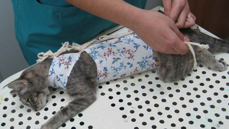Можно ли стерилизовать кошку во время течки или нет