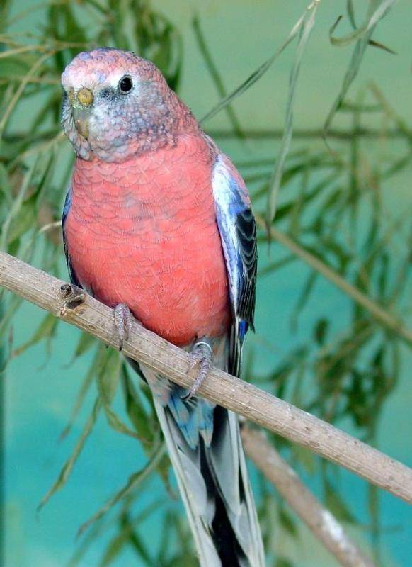 Лазурный травяной попугайчик (neophema pulchella)
