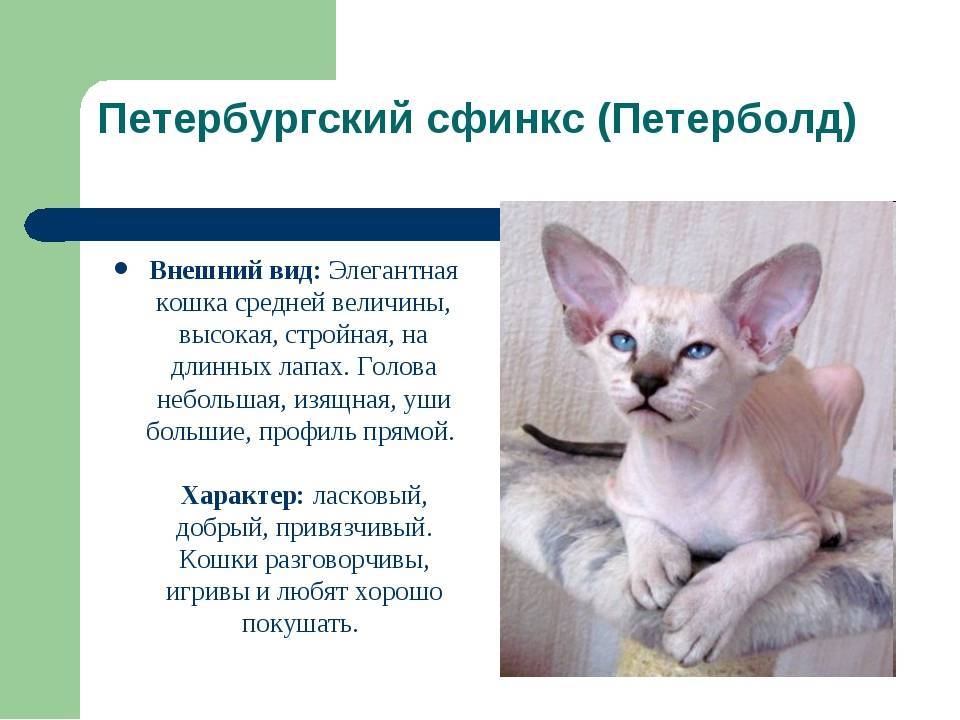 Петерболд: фото и описание породы петербургского сфинкса