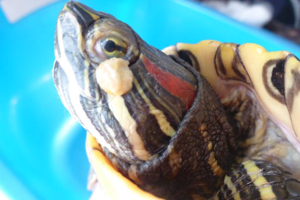Болезни глаз красноухих черепах, как лечить, симптомы