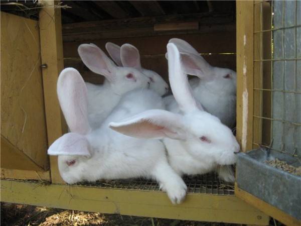 Серый великан: описание породы кроликов, разведение, выращивание, кормление в домашних условиях