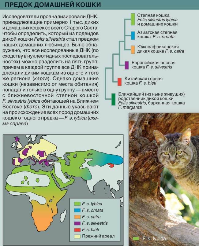 Золотая кошка: ареал обитания, описание внешности и характера, питание и размножение