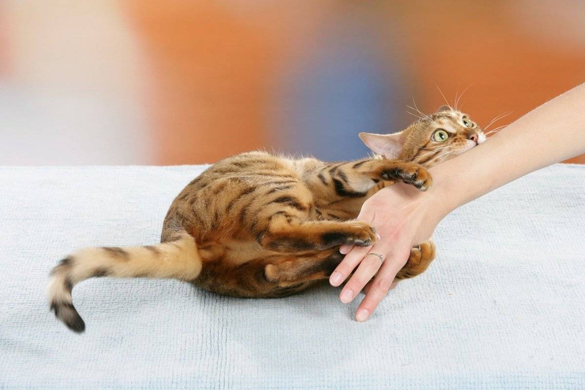 6 признаков дисплазии у кошек - симптомы, лечение, причины - kotiko.ru