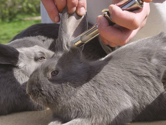 Прививки кроликам: какие и когда делать, вгбк, миксоматоз, инструкция