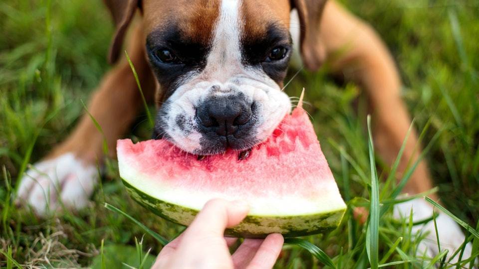 Какие фрукты можно давать собакам, как часто и в каких количествах, а от каких лучше отказаться и почему