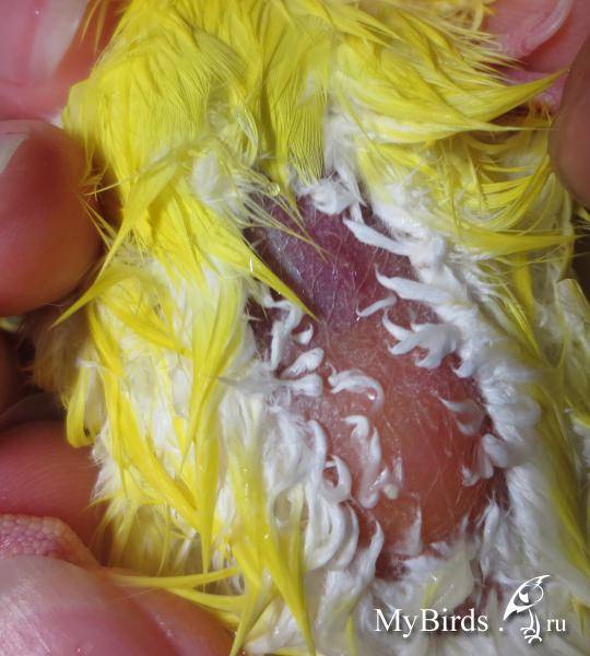 Пероеды у попугаев: симптомы, лечение, профилактика - ответы и советы на твои вопросы