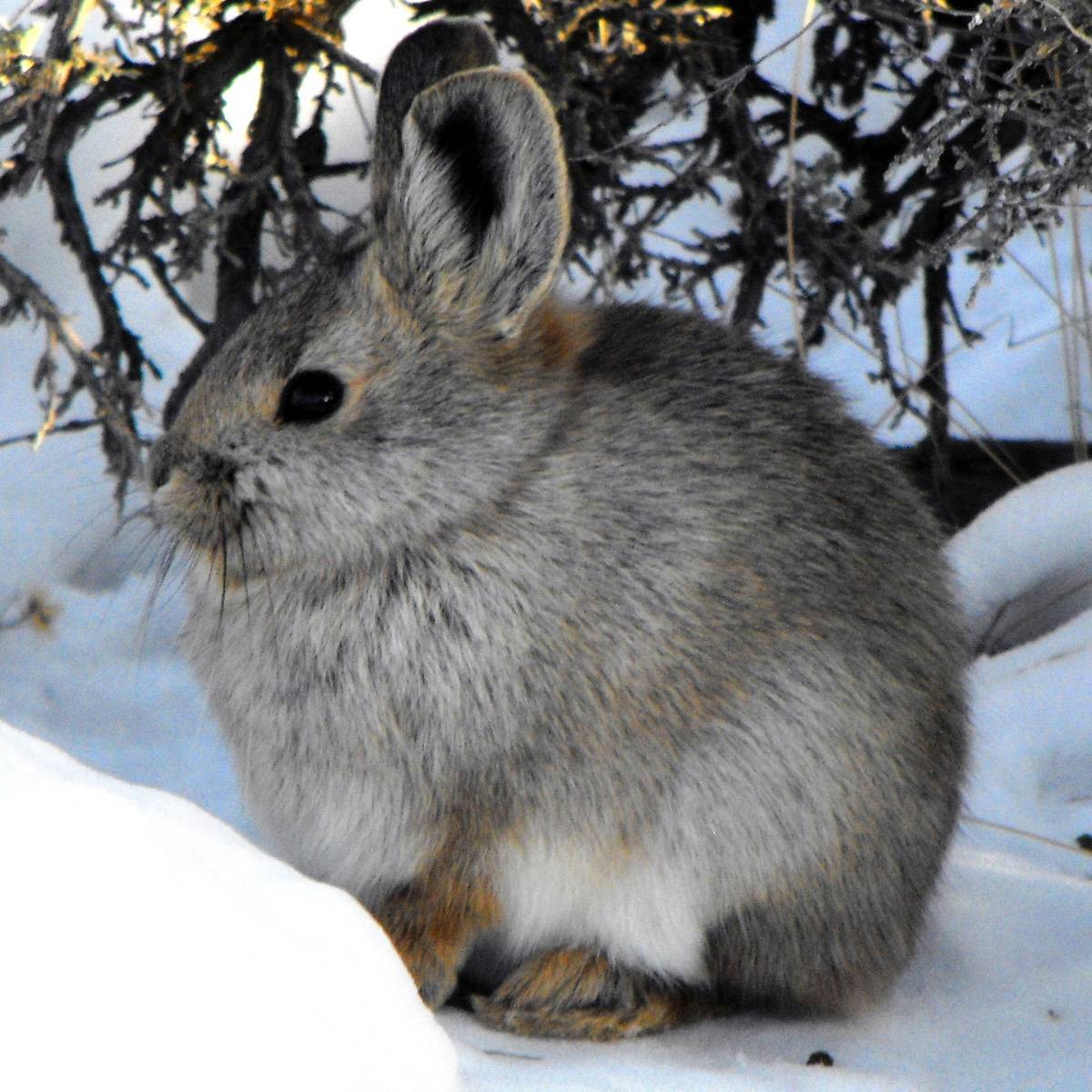 Всё о диких кроликах: меняют шубу к зиме? интересные факты