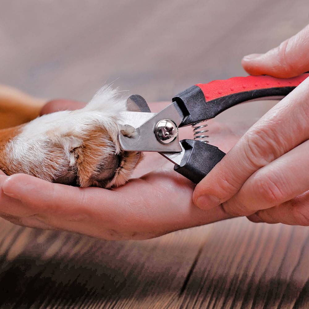 Ножницы для стрижки собак и груминга: обычные, филировочные и шанкеры