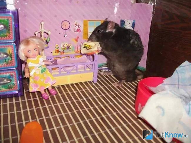 Игрушки и развлечения для крыс своими руками - фото идей