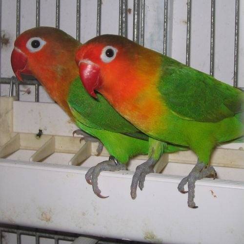 Имена для попугаев девочек - клички для попугаев девочек