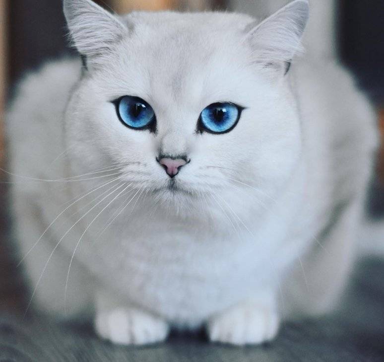 11 пород кошек с голубыми глазами
