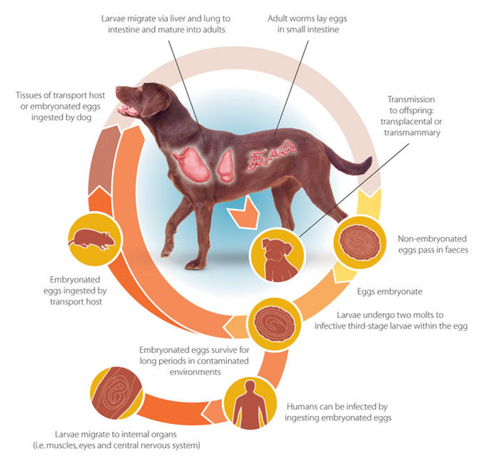Анкилостома у собаки: симптомы и лечение