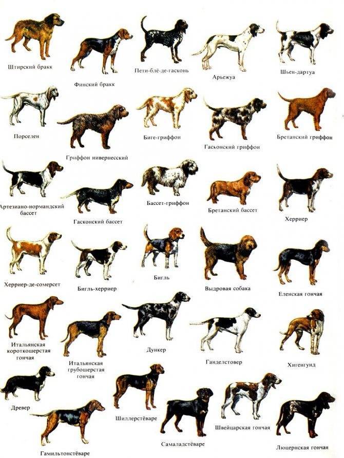 Европейские породы собак