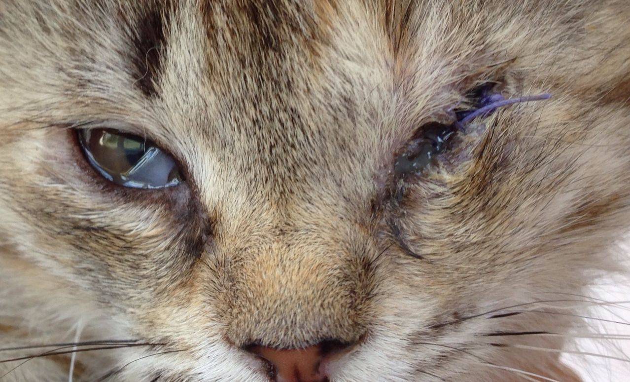 Почему у кота слезятся глаза? что делать если у кота красные глаза и слезятся.