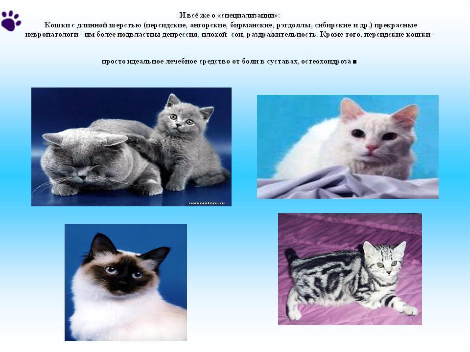 Тайская кошка — история породы, характер, 130 фото, видео описание породы и особенности выбора котят