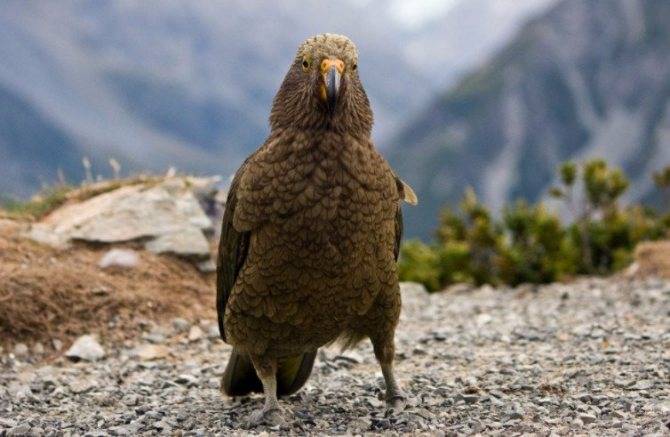 Попугай Кеа: как выглядит, чем питается, образ жизни