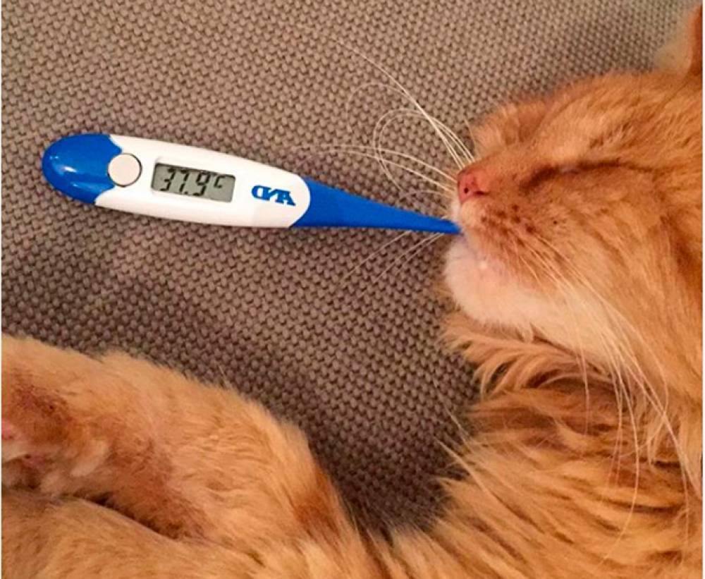 Как определить, есть ли у кошки жар, и как измерить температуру кошке | hill's
