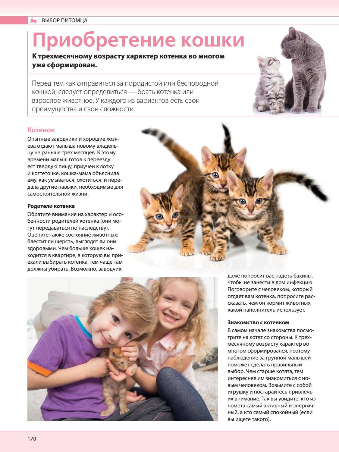 Норвежская лесная - порода кошек - информация и особенностях | хиллс