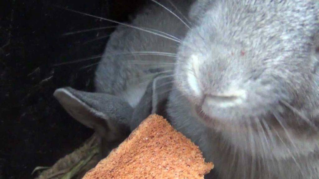 Кролик и хлеб. Кролик ест хлеб. Серый кролик кушает. Кролики едят сухари. Можно давать хлеб кроликам