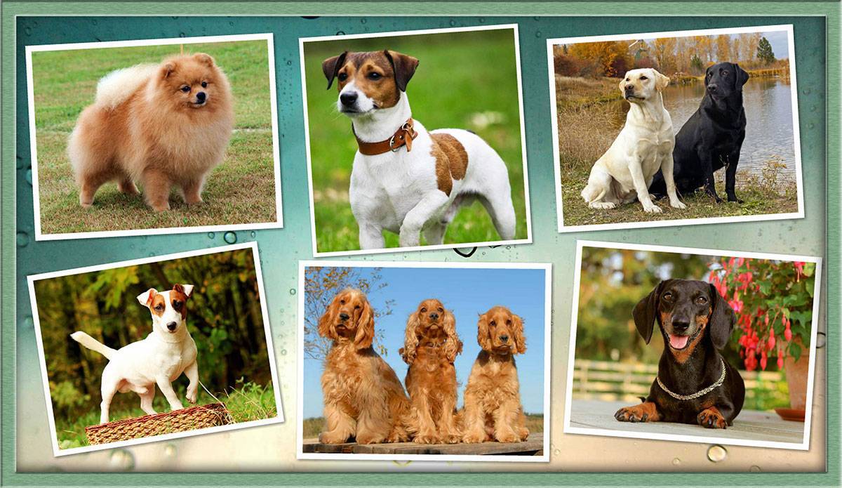 Собаки-компаньоны: описание, популярные породы данной группы.