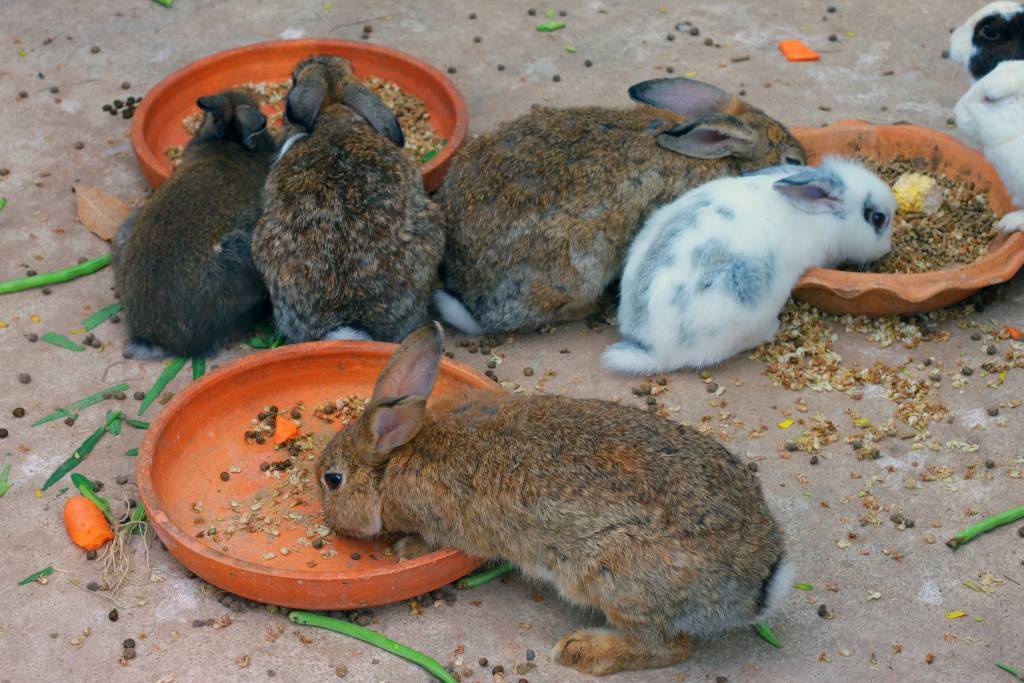 Как и чем кормить маленьких крольчат разного возраста в домашних условиях