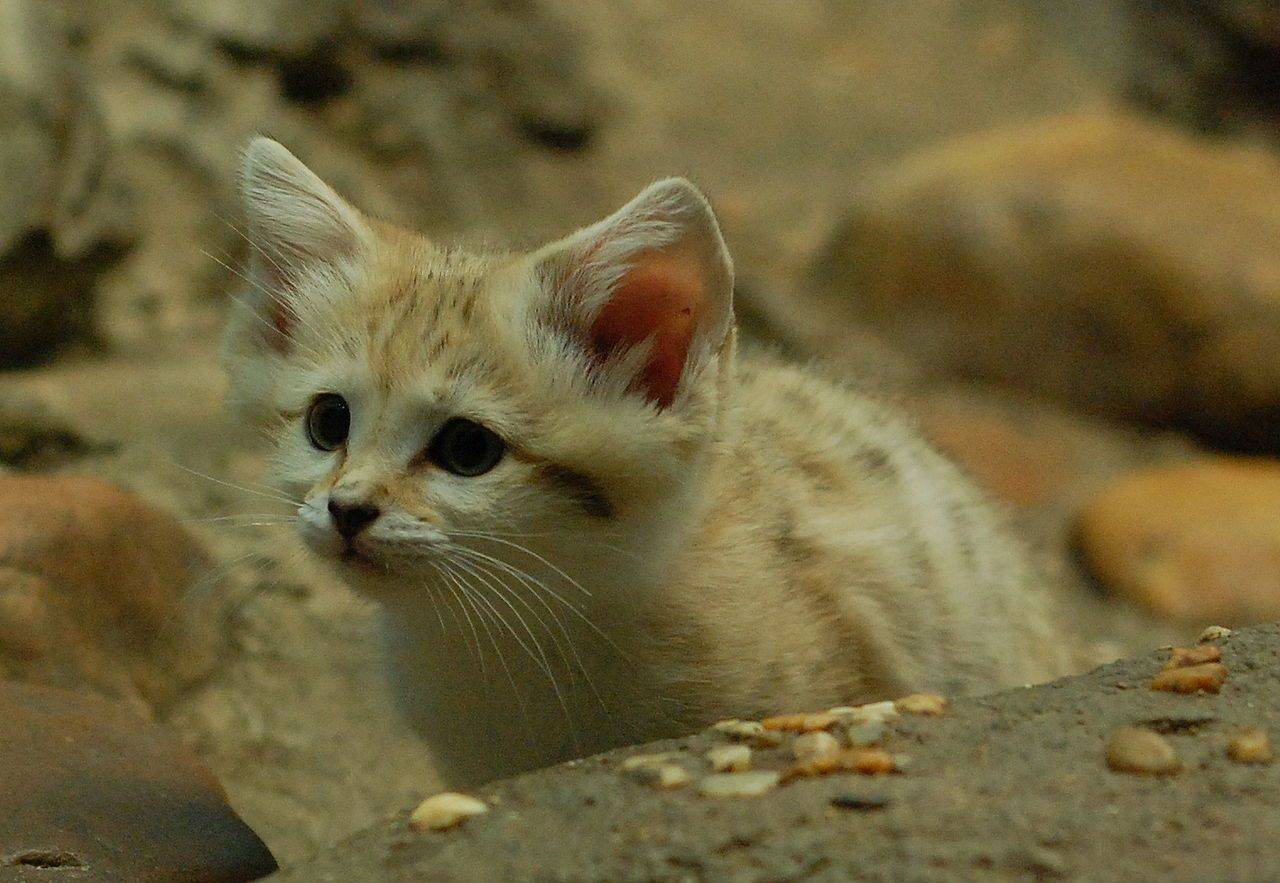 Барханный кот: описание песчаных кошек