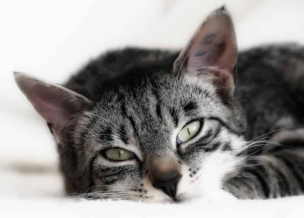 Гемобартонеллёз кошек - симптомы, лечение, профилактика