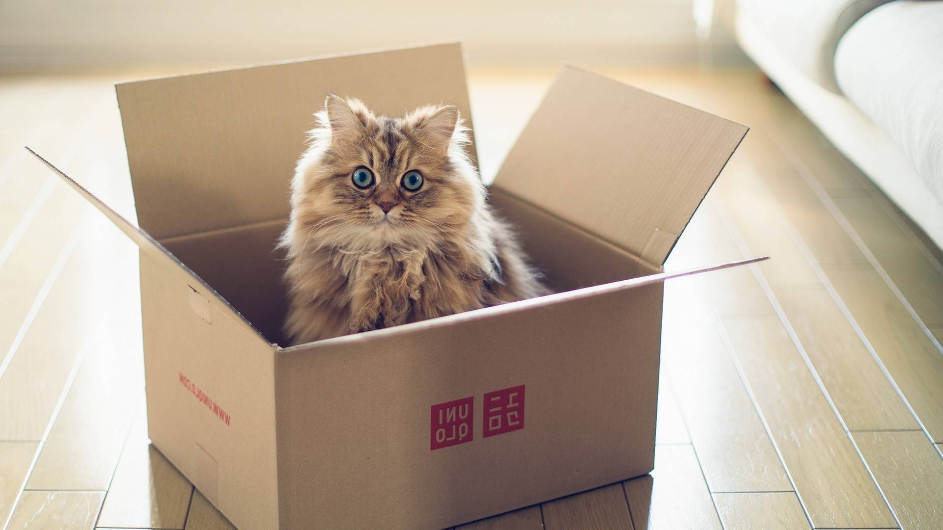 Адаптация кошки в новом доме: как помочь