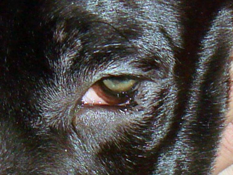 Бельмо на глазу у собаки - как лечить?
