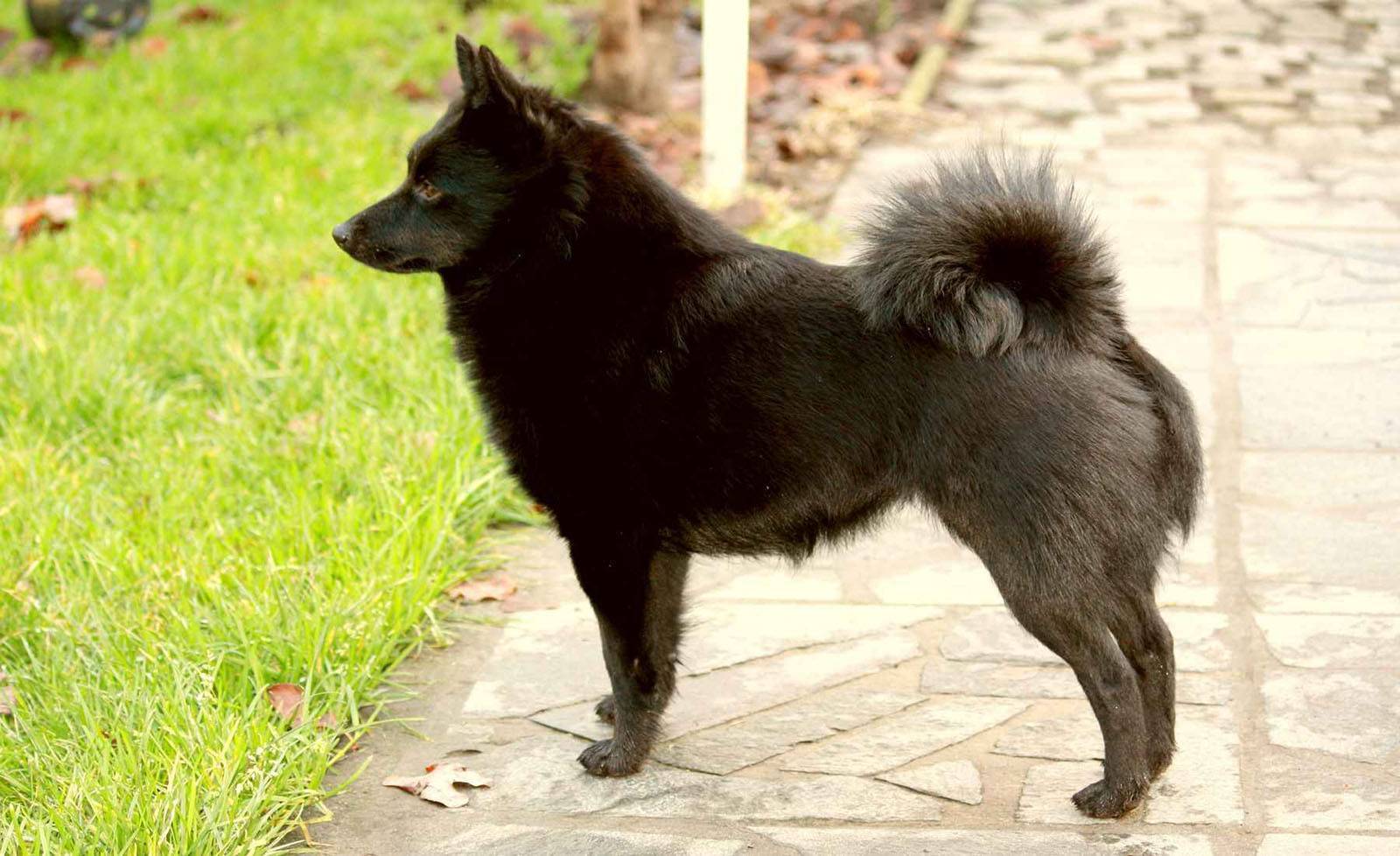 Описание породы собак шипперке: характер, уход, предназначение