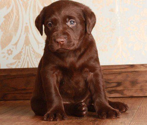 Порода собак шоколадный лабрадор и ее характеристики с фото