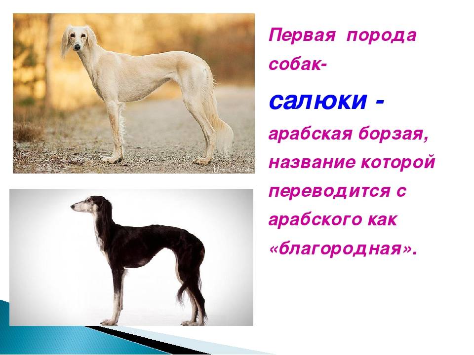 Типичные породы борзых собак: описание и фото представителей