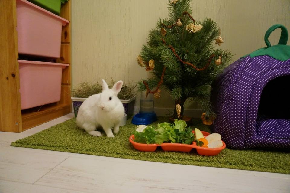 Декоративные кролики: породы, уход и содержание, чем кормить, разведение, размножение, отзывы владельцев