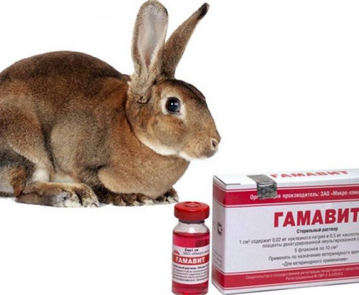 Витамины для кроликов: перечень и в каких случаях давать