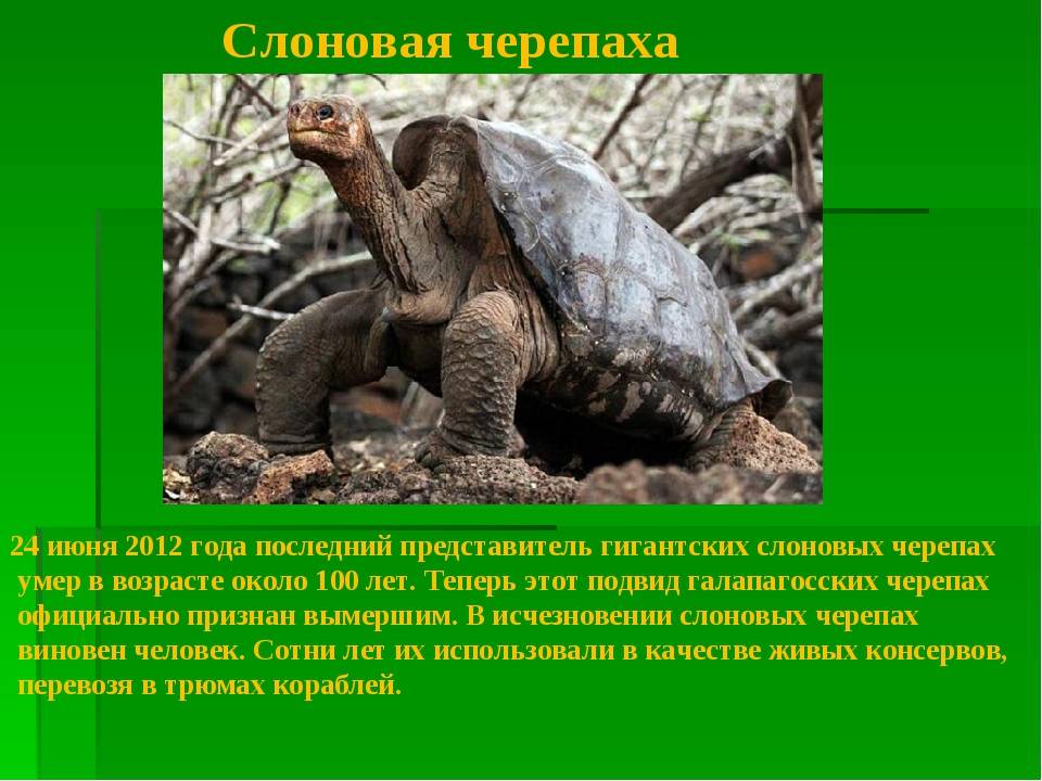 Животные красной книги россии и мира: самый полный список, фото, описание