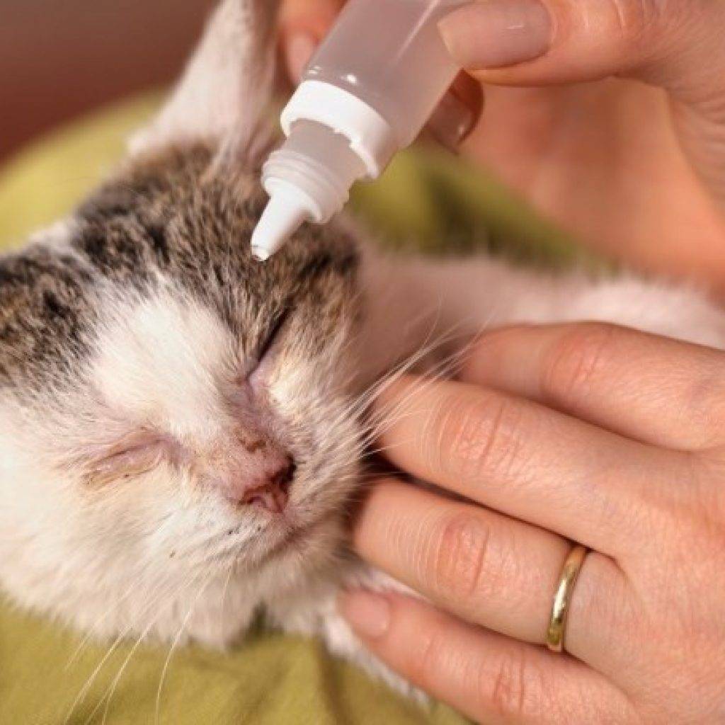 Эозинофильная гранулема у кошек: что это, описание причин, симптомов и методов лечения