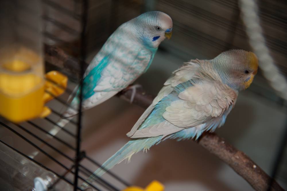 Белый волнистый попугай (11 фото): особенности попугаев-альбиносов, поведение мальчиков и девочек