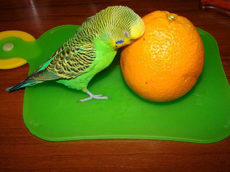 Какие овощи и фрукты можно давать волнистым попугаям?