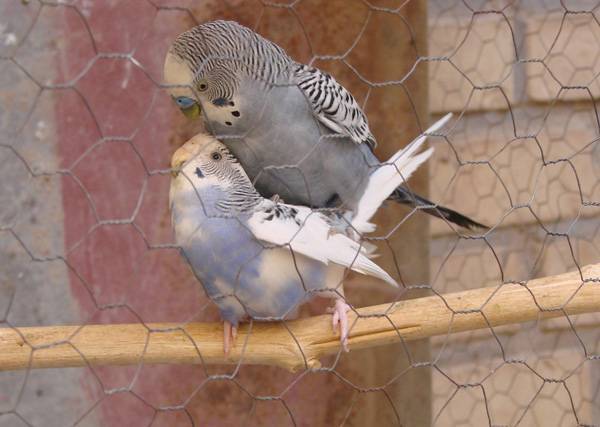 Разведение волнистых попугаев в домашних условиях для начинающих: как размножать, брачный период и спаривание