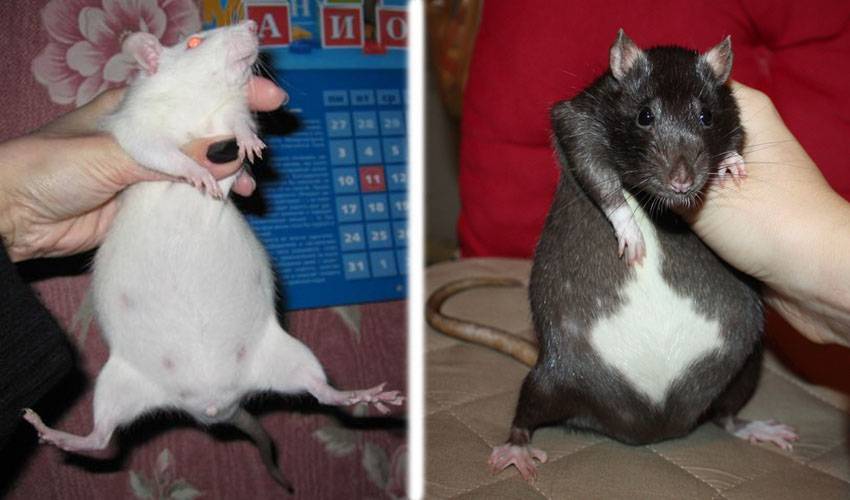 Вес и размер крысы от маленькой до взрослой — таблица по возрасту
