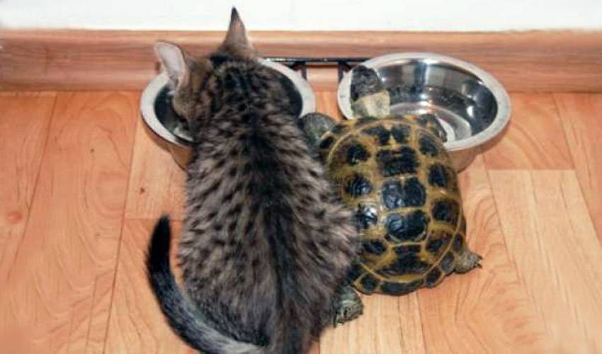 Как ухаживать за черепахой: содержание дома и питание, где правильно поставить домик