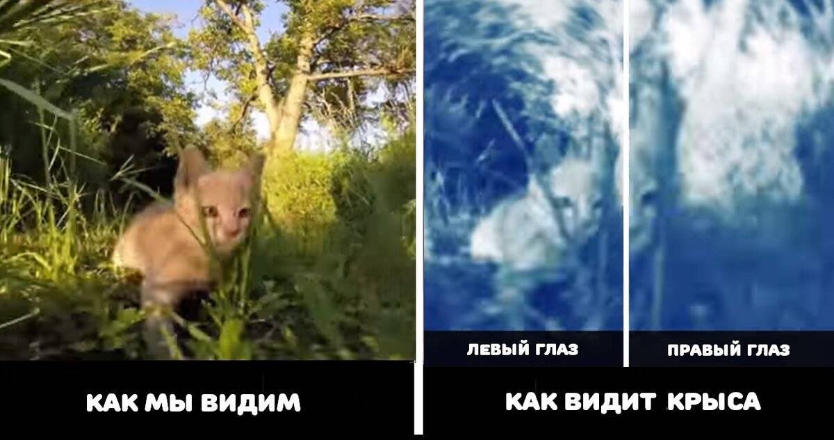Как видит кошка окружающий мир своими глазами фото до и после