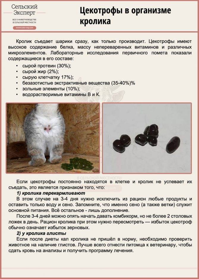 Кокцидиоз у кроликов, кур, коров: симптомы и лечение