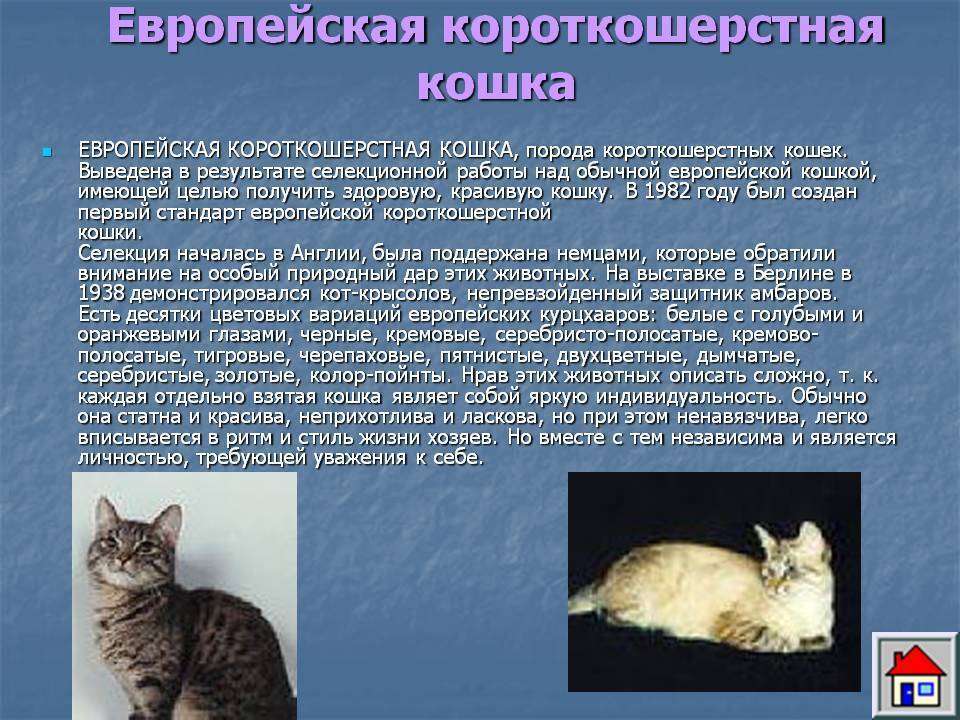 Короткошерстая европейская кошка: фото, характер, особенности, здоровье, история породы.