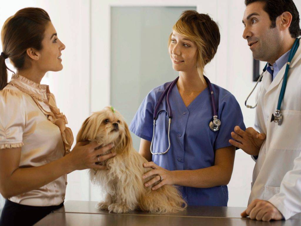 В каком возрасте стерилизуют собак: способы стерилизации, ранняя или поздняя стерилизация, плюсы и минусы процедуры по возрастам