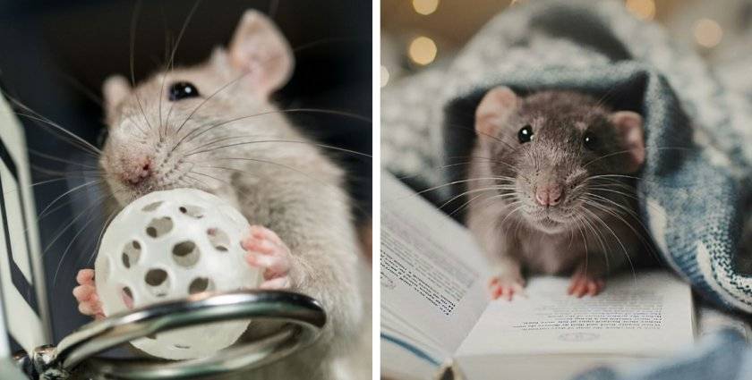Крысы - умные животные: интеллект и количество хромосом грызуна