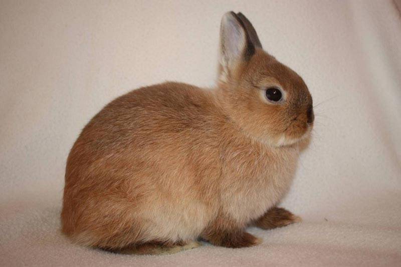 Карликовый кролик: описание породы и фото