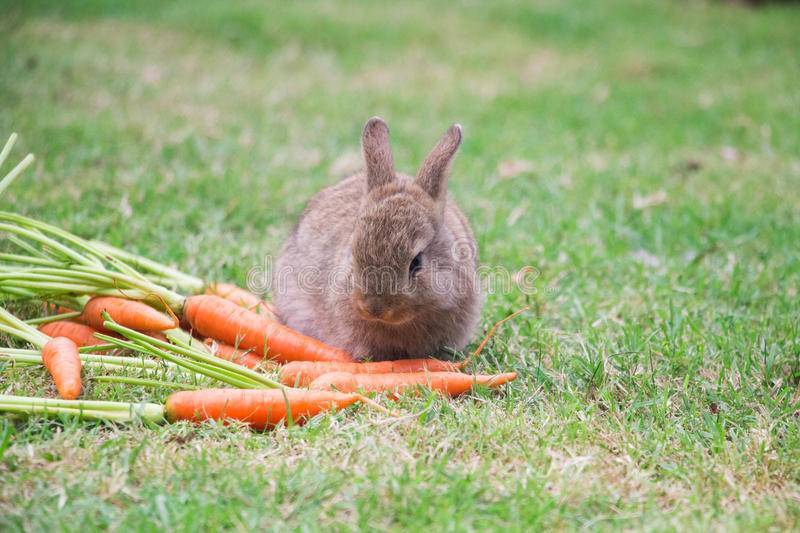 Морковь кроликам сколько можно