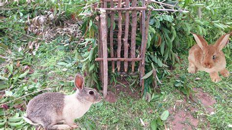 Эффективные способы ловли сбежавшего домашнего или дикого кролика