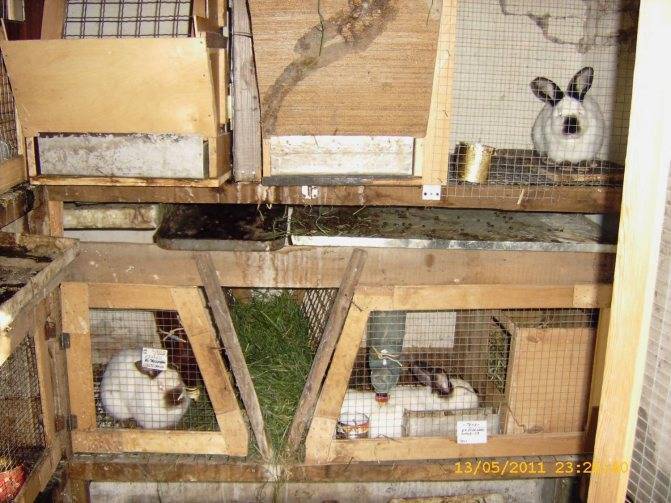 Разведение кроликов в домашних условиях для начинающих: советы, видео